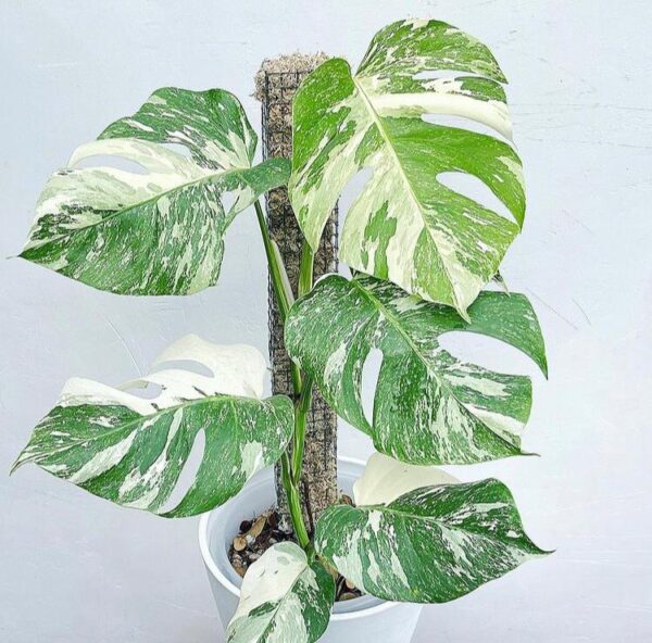 variegated zz plant